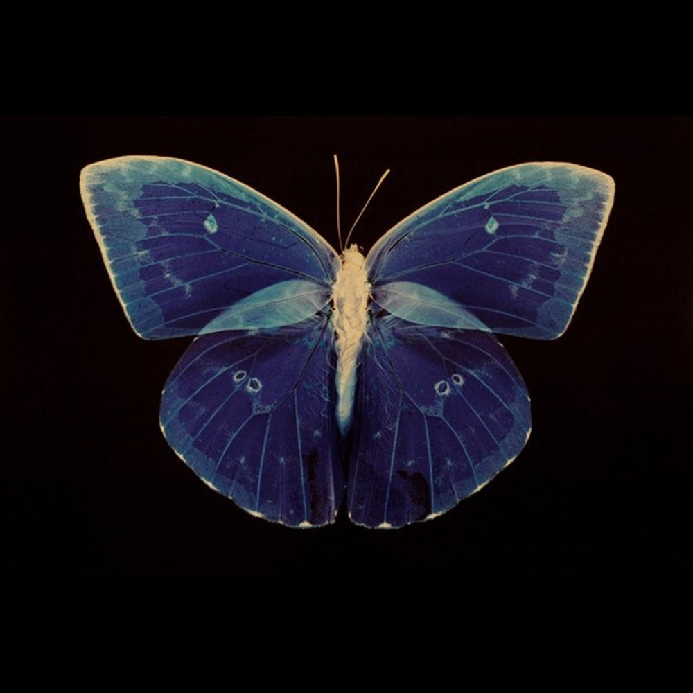 Meet your Posher, Garni